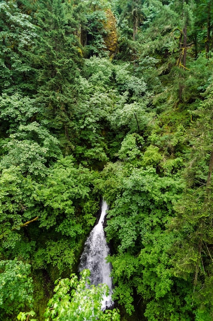 Photo scenic view of trees