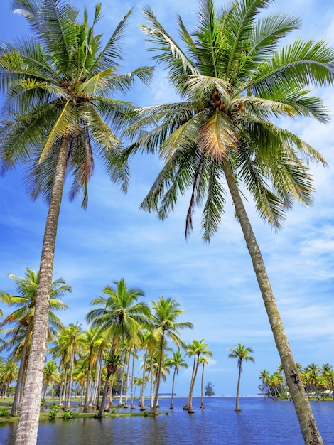 Scenic View of tropical Island with coconut trees and beautiful day