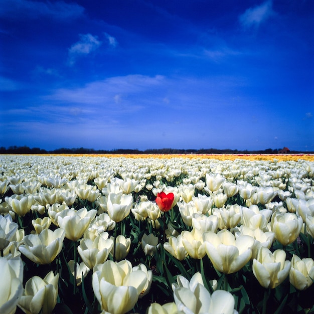 Scenic view of tulips blooming on field against blue sky