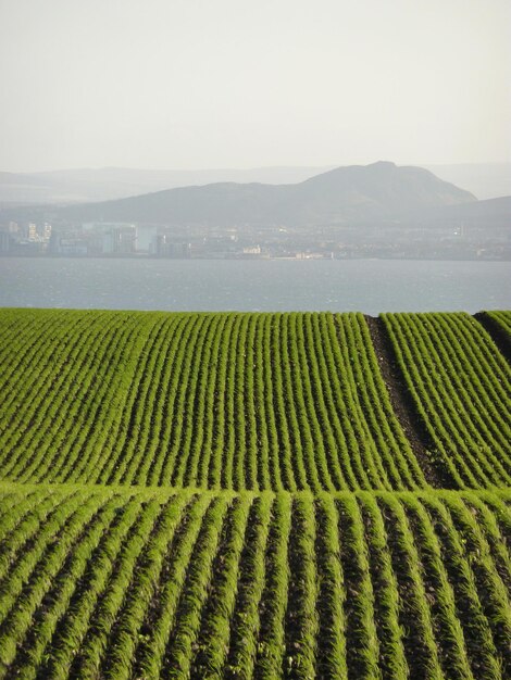 Scenic view of undulating field with sprouting crop against sea and distant hills
