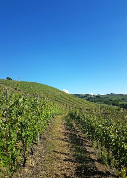 Scenic view of vineyard against clear blue sky