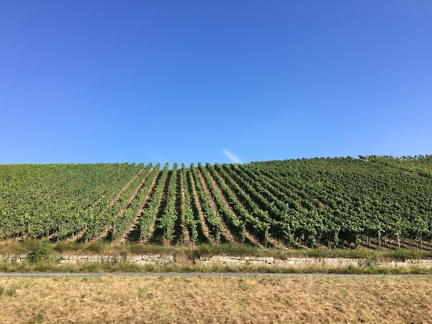 Scenic view of vineyard against clear blue sky