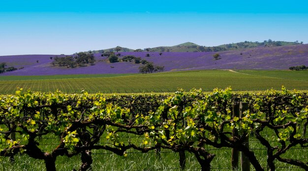 Scenic view of vineyard against clear sky