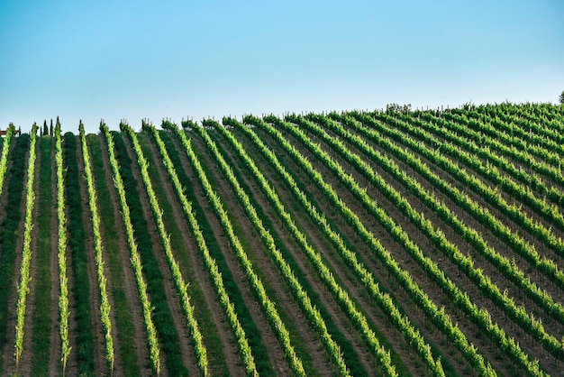 Scenic view of vineyard against sky