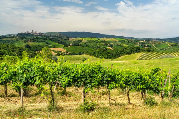 La vista panoramica della vigna contro il cielo