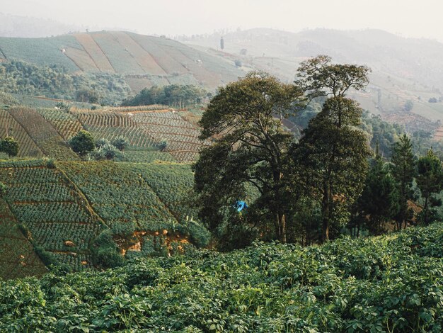 Photo scenic view of vineyard against sky