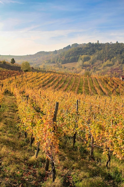 Scenic view of vineyard against sky