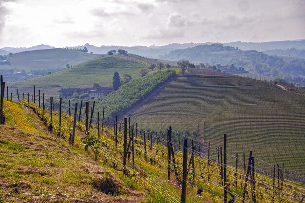 Foto la vista panoramica della vigna contro il cielo