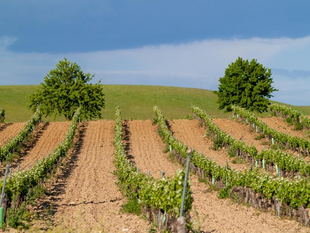 Foto la vista panoramica della vigna contro il cielo