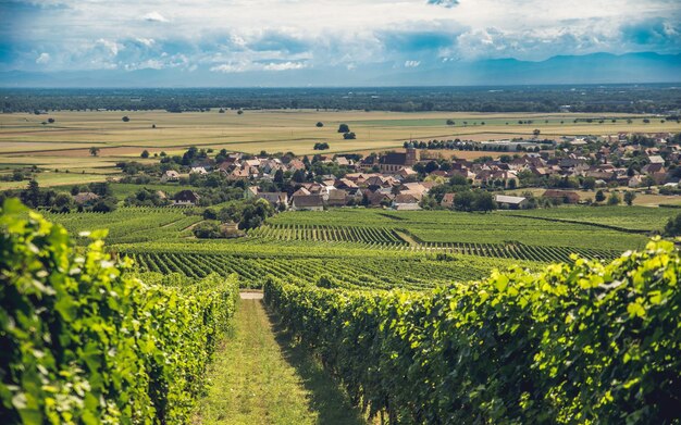 Foto vista panoramica della vigna contro il cielo