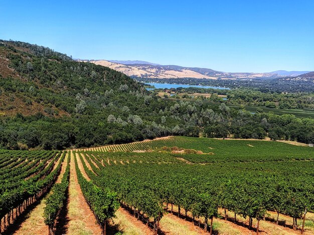 Foto la vista panoramica della vigna contro il cielo