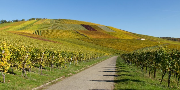 Scenic view of vineyard against sky