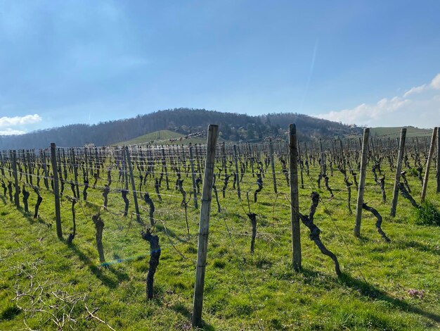 Foto la vista panoramica della vigna contro il cielo