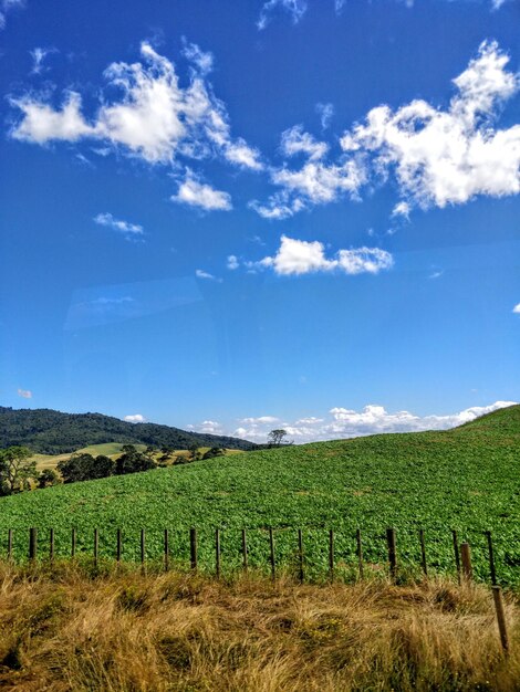 Foto la vista panoramica della vigna contro il cielo