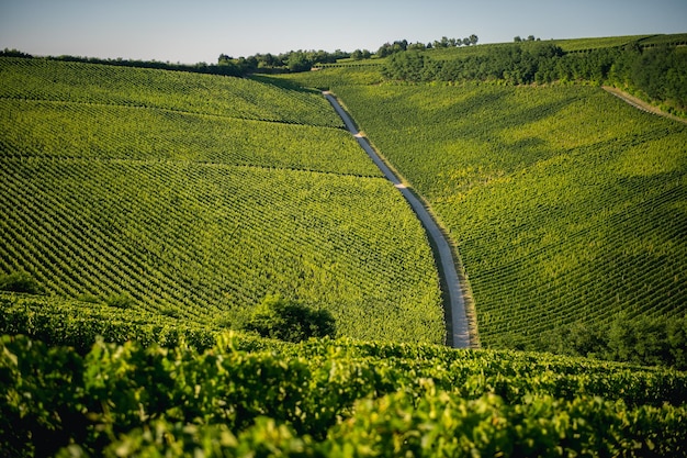 Scenic view of vineyard