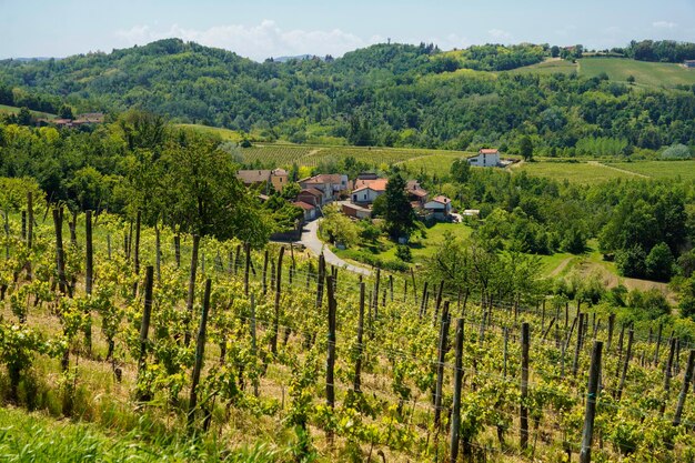 La vista panoramica della vigna