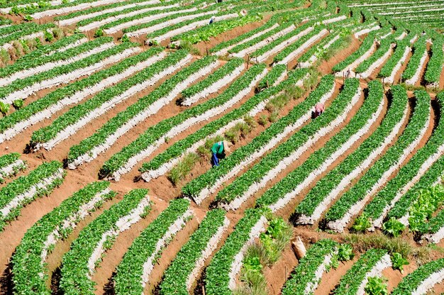 Foto la vista panoramica della vigna