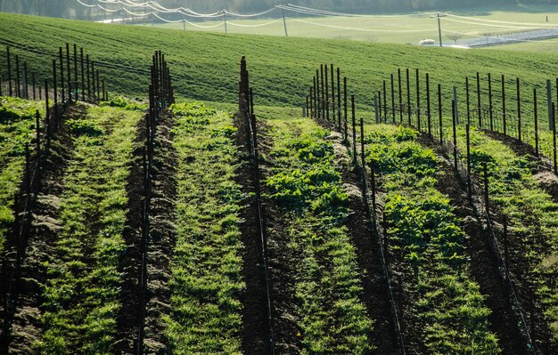 Foto la vista panoramica della vigna