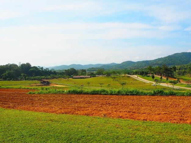 Foto la vista panoramica della vigna