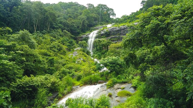 Scenic view of waterfall amidst trees in forest