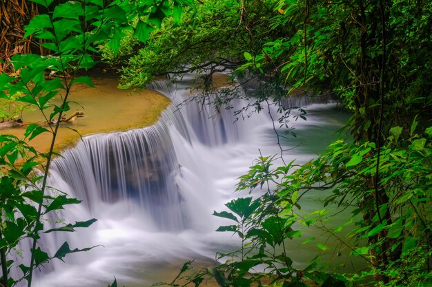 Photo scenic view of waterfall amidst trees