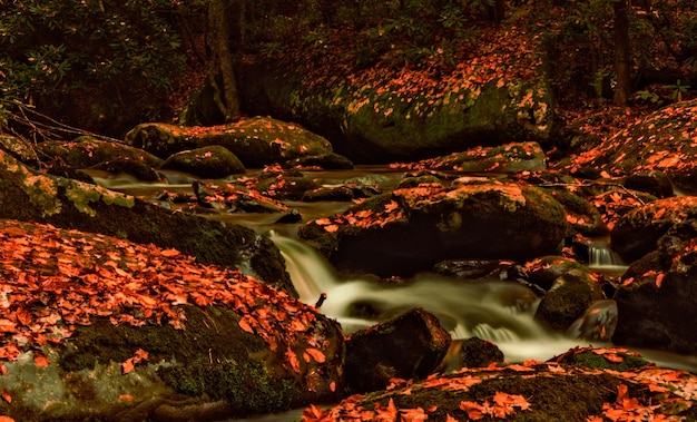 Photo scenic view of waterfall in forest during autumn