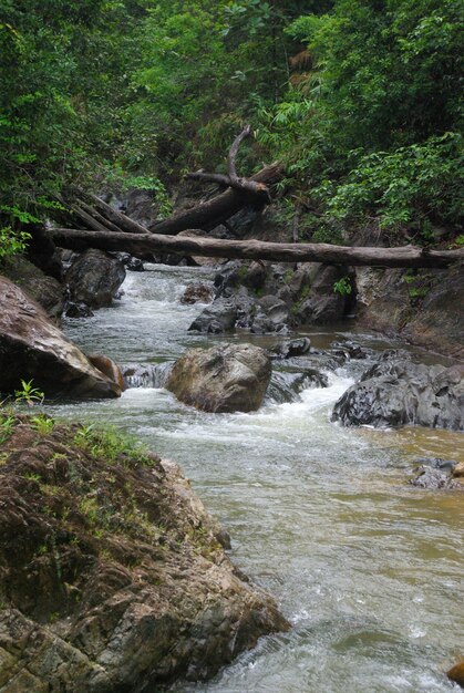 Scenic view of waterfall in forest