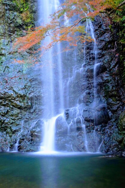 Scenic view of waterfall in forest