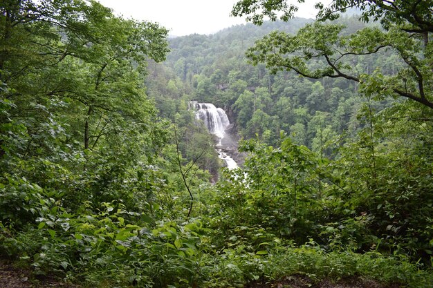 Scenic view of waterfall in forest