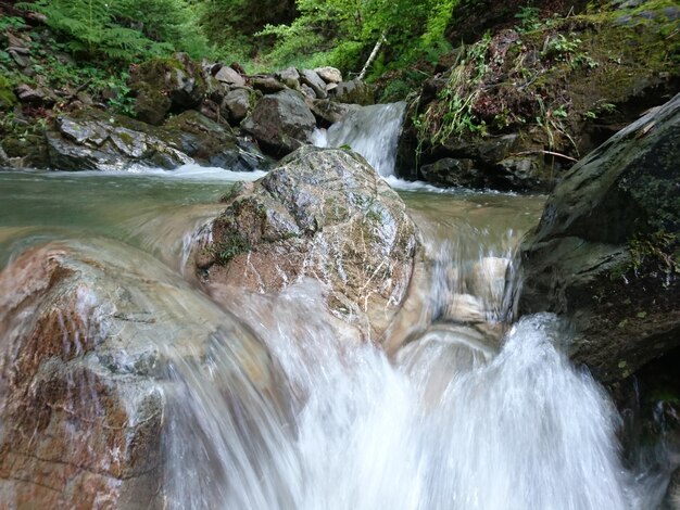 Scenic view of waterfall in forest