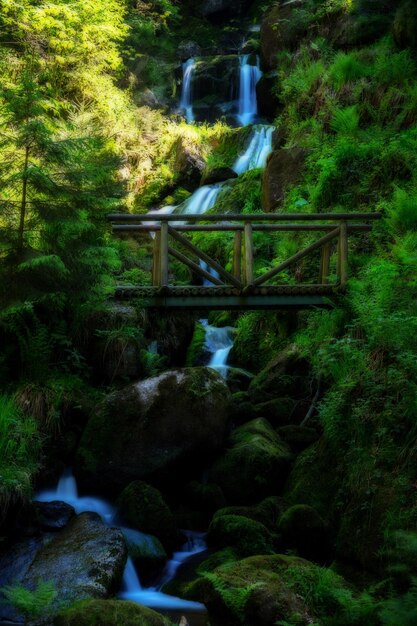 Foto la vista panoramica di una cascata nella foresta