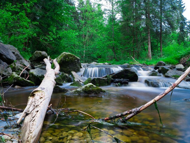 Scenic view of waterfall in forest