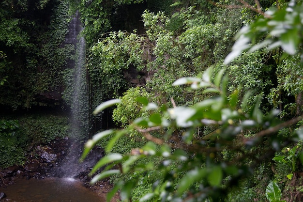 Foto la vista panoramica di una cascata nella foresta