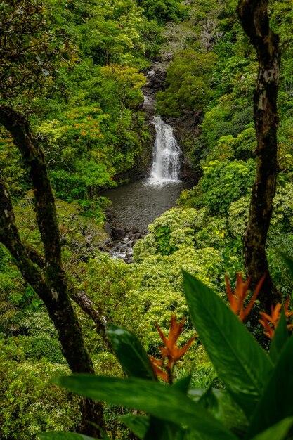 Photo scenic view of waterfall in forest