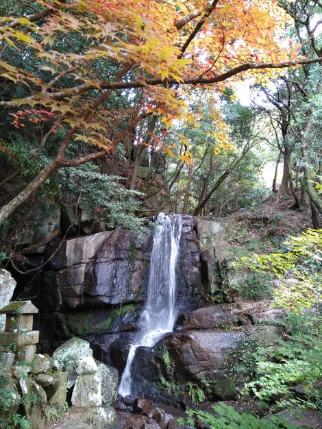 Scenic view of waterfall in forest