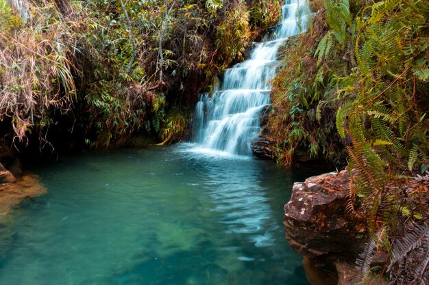 Scenic view of waterfall in forest