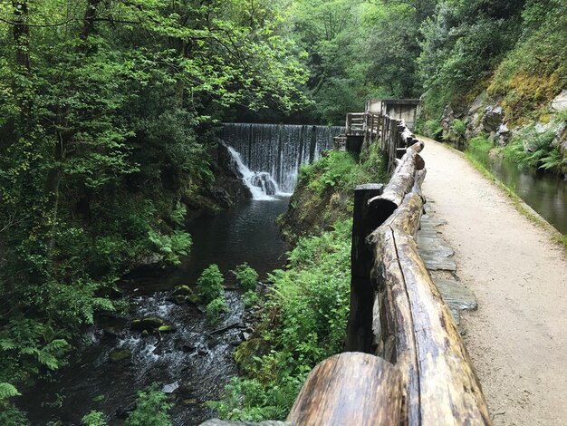 Scenic view of waterfall in forest