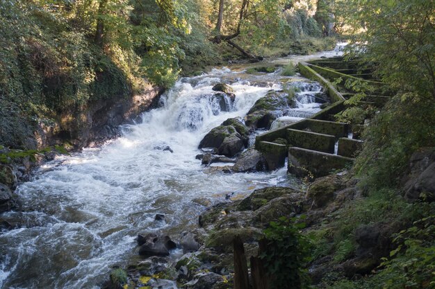 Scenic view of waterfall in forest