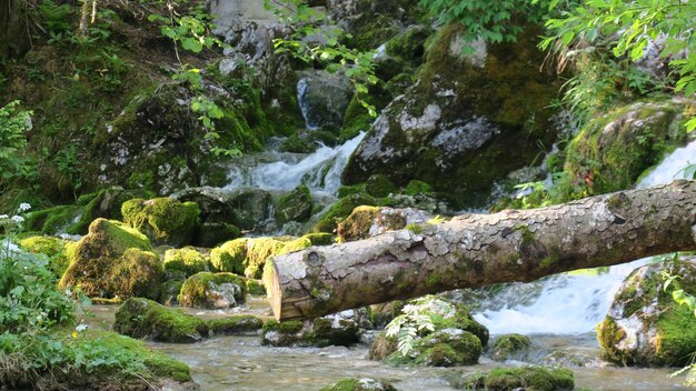 Scenic view of waterfall in forest