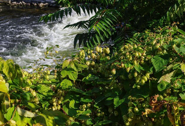 Photo scenic view of waterfall in forest