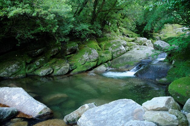 Scenic view of waterfall in forest