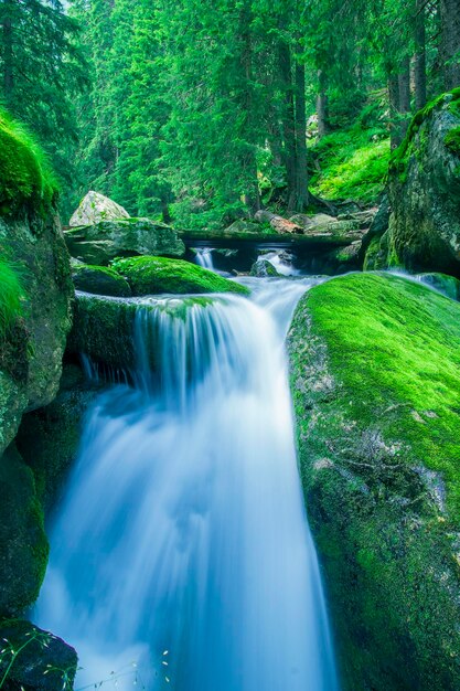 Scenic view of waterfall in forest