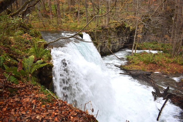 Photo scenic view of waterfall in forest