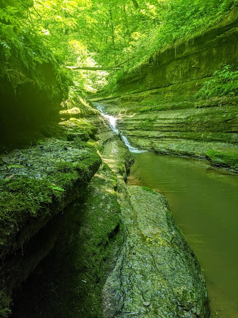 Foto la vista panoramica di una cascata nella foresta