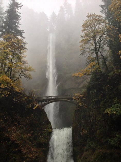 Photo scenic view of waterfall in forest