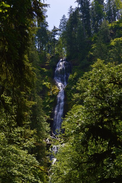 Foto la vista panoramica di una cascata nella foresta