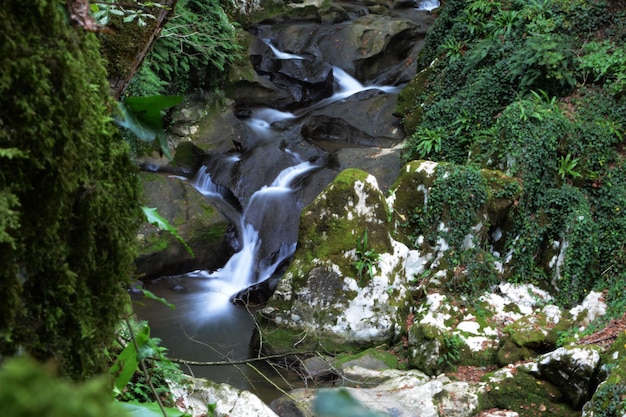 Foto la vista panoramica di una cascata nella foresta