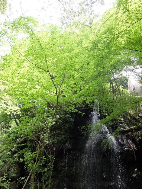 Foto la vista panoramica di una cascata nella foresta