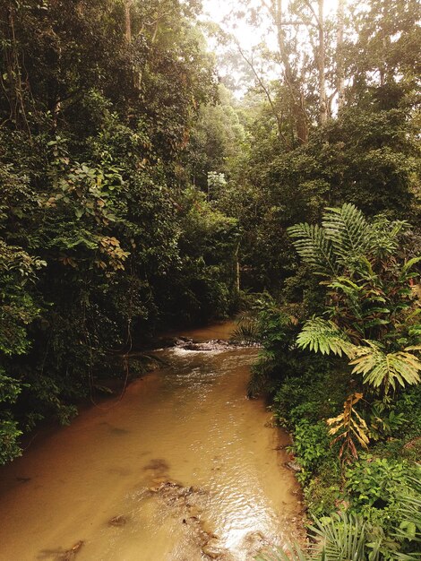 Foto la vista panoramica di una cascata nella foresta