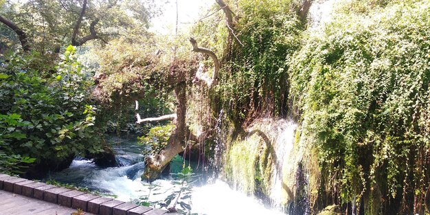 Scenic view of waterfall in forest